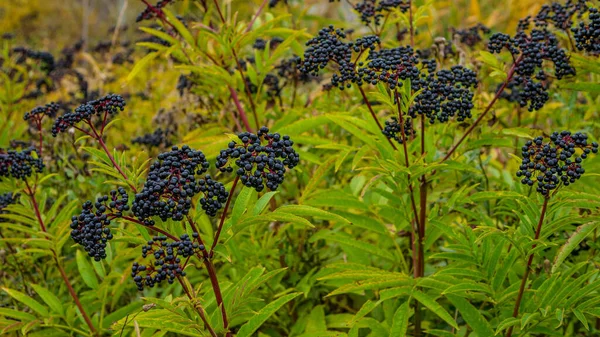 Mogna Fläderbär Fläderbärsbuskar Plantagen Växande Fläderbär — Stockfoto