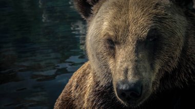 Bir ayı portresi, nehirdeki göldeki suda kahverengi ayı, ve kamera lensine bakıyor.