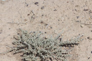 Bebek kertenkele bir bitki çölde saklanıyor rezerv altun Emel (Kazakistan)