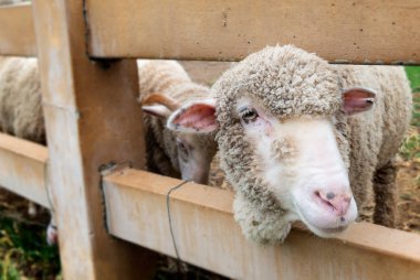 Koyunları tarım çiftliğinde açık güneş aydınlatma ile.