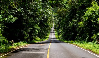 Asfalt yol yağışlı sezon açık düşük aydınlatma ile milli park ormanda.