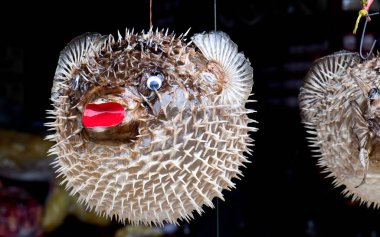 Taxidermic balon balık satış Tayland sahil dükkanında.