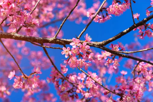 Wilde Himalaya Kirsche Oder Thailändische Sakura Blüte Mit Blauem Himmel — Stockfoto