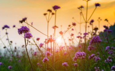 Sabah güneş aydınlatma ile dağ çayır çiçek.