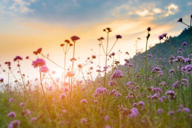 Sabah güneş aydınlatma ile dağ çayır çiçek.