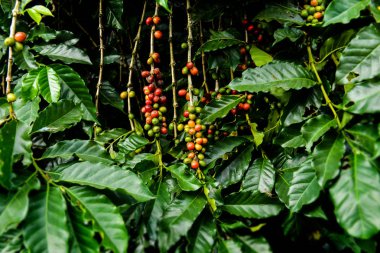 Kahve çekirdeği meyve dış düşük ve karanlık aydınlatma ile grubundaki Olgun.