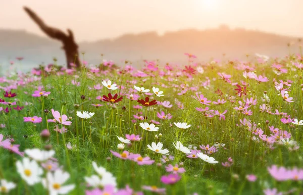 Косметический Цветочный Сад Утреннее Время Солнечным Освещением Горным Фоном — стоковое фото