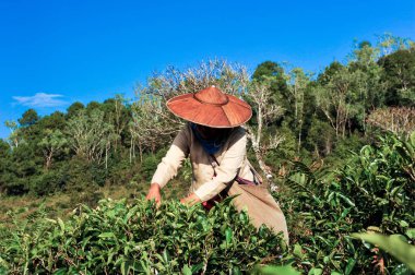 Çay bitki çiftliğindeki açık güneş aydınlatma ile çay toplama çay tarımcı yapraklar.