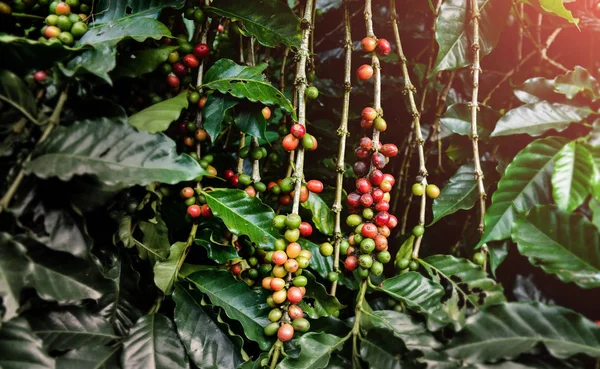 Mature coffee bean fruits in the farm with outdoor low and dark lighting.