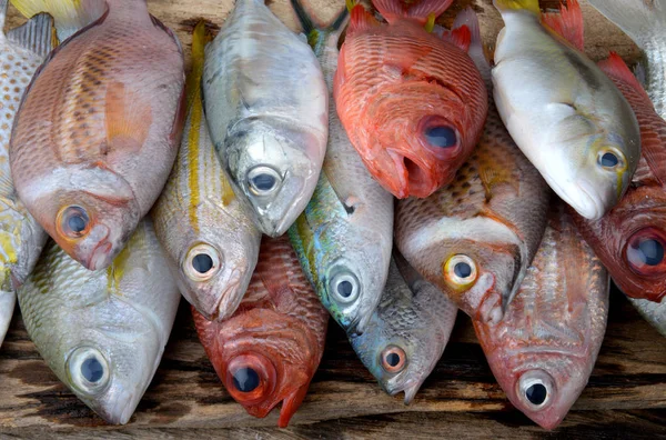 Mix Kolorowy Morze Ryby Rynku Rybołówstwa Oświetleniem Studyjnym — Zdjęcie stockowe