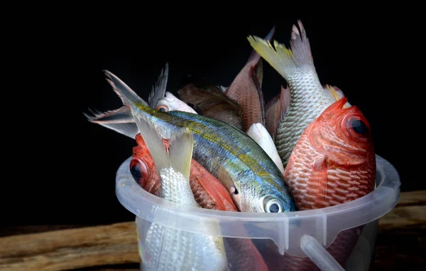 Змішайте Барвисті Морські Риби Рибного Ринку Студійним Освітленням — стокове фото