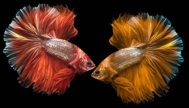 Resimde daha iyi Siyam mücadele balık çizim 3d düşük Çokgen.