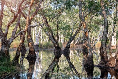 Sulak botanik park açık Güneş aydınlatma ile.