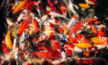 Koi balıkları grup çiftlik Bahçe havuzda yüzme.