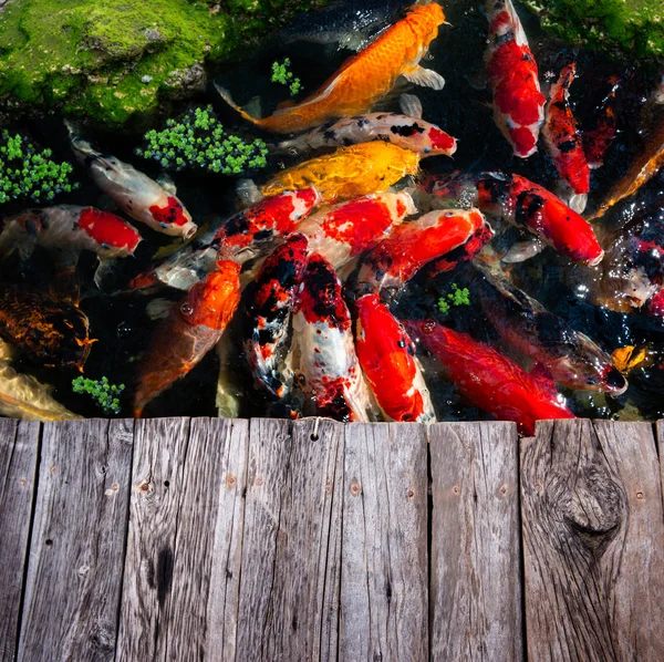 Koi Grupo Peces Nadando Estanque Del Jardín Granja — Foto de Stock