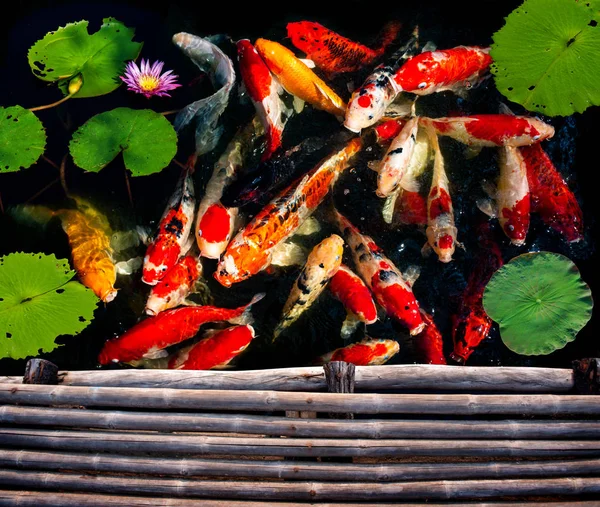 Koi Grupo Peces Nadando Estanque Del Jardín Granja — Foto de Stock