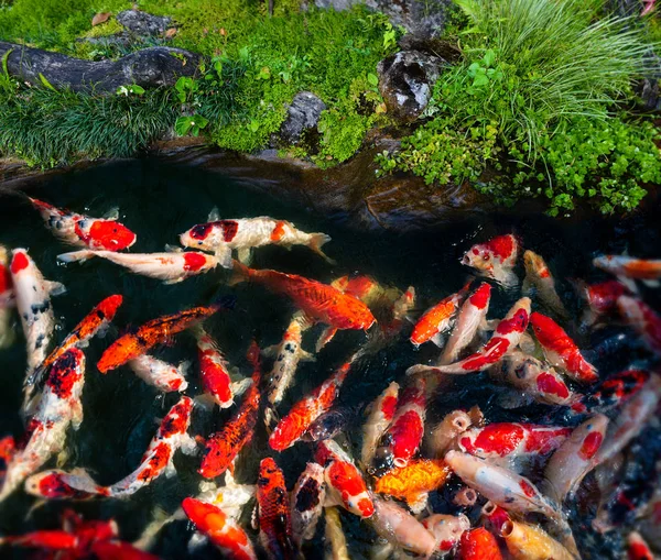 Koi Grupo Peces Nadando Estanque Del Jardín Granja — Foto de Stock