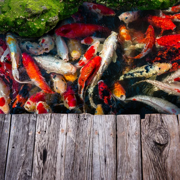 Koi grupo de peces nadando . — Foto de Stock