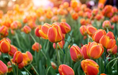 renkli Lale çiçek alanı.