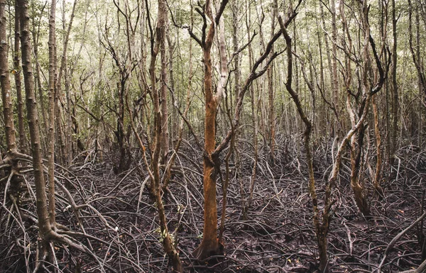 Ecology of mangrove forest. — Stock Photo, Image