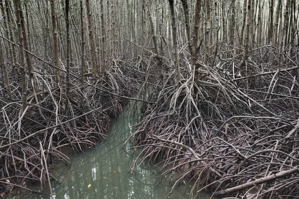 Ecology of mangrove forest. — Stock Photo, Image