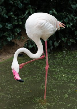 Flamingo kuş düşük Aydınlatma derin yeşil arka plan ile hayvanat bahçesinde rahatlatıcı.