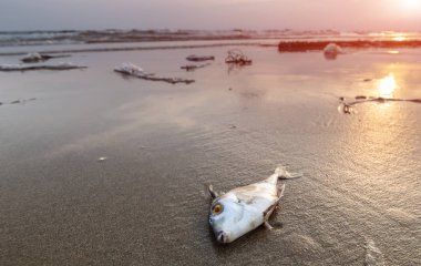 Ölüm balık ve plastik kirliliği çevre.