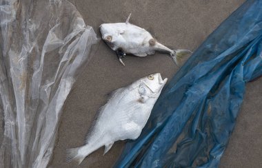 Ölüm balık ve plastik kirliliği çevre.