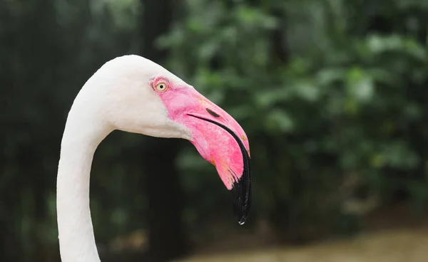 Flamingo vogel hoofdfocus met diepgroene achtergrond. — Stockfoto