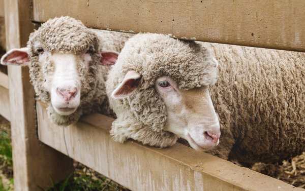 Овцы в сельском хозяйстве
.