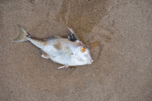 Death fish on the beach in pollution sea scape. Royalty Free Stock Photos