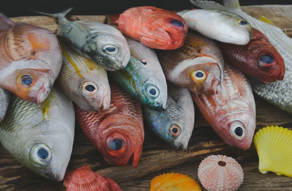 Grupa kolorowych ryb morskich z szarym odcieniu koloru. — Zdjęcie stockowe