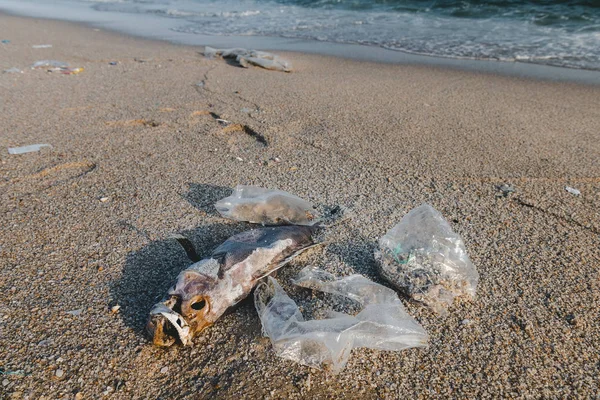 Death fish and plastic garbage on the beach.