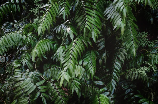 Hojas de helecho en tono verde profundo . — Foto de Stock