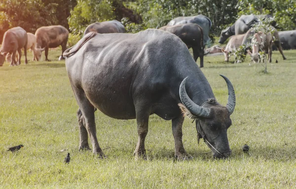 Búfalo asiático na pastagem . — Fotografia de Stock
