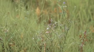 Tam Hd video klip ile pirinç çiftliğinde rüzgar breezing üfleme ve sallanan çim yapraklar.