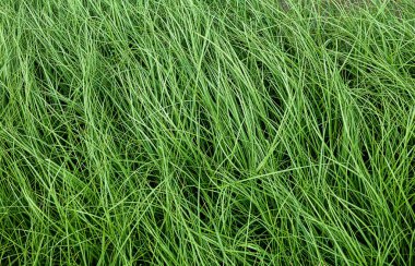 Açık düşük aydınlatma ile Yeşil otlak.