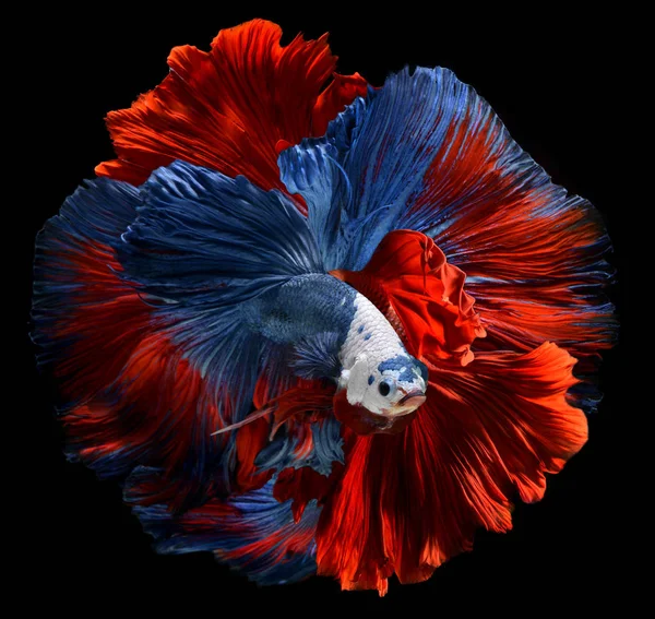 Красная и синяя боевая рыба с дрожащими плавниками . — стоковое фото