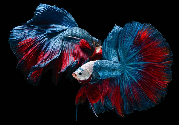 Red and blue fighting fish  with flutter waver fins. — Stock Photo, Image