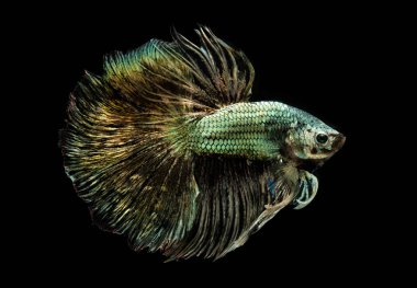 Zümrüt bakır betta veya Siyam mücadele.