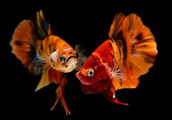 Fancy Nemo Betta eller Siamese Fighting Fish. — Stockfoto