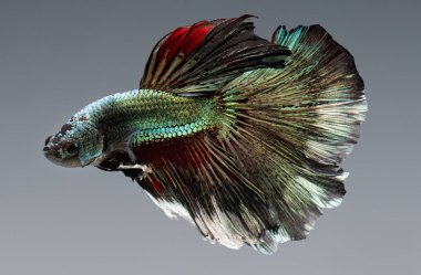 Gümüş altın bakır rengi betta balığı..