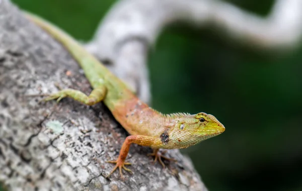 Oriental garden lizard in nature with outdoor sun lighting.