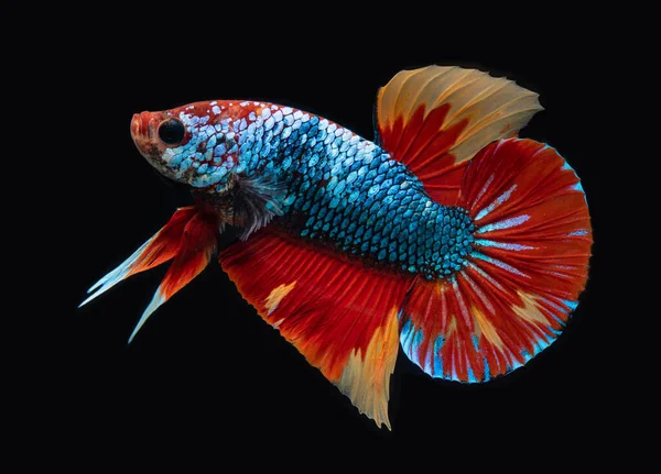 Koi Galáxia Fantasia Betta Siamês Combate Peixe Com Fundo Preto — Fotografia de Stock