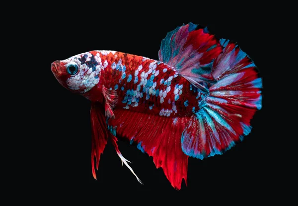 Koi Sterrenstelsel Fancy Betta Siamees Vechten Vis Met Zwarte Achtergrond — Stockfoto