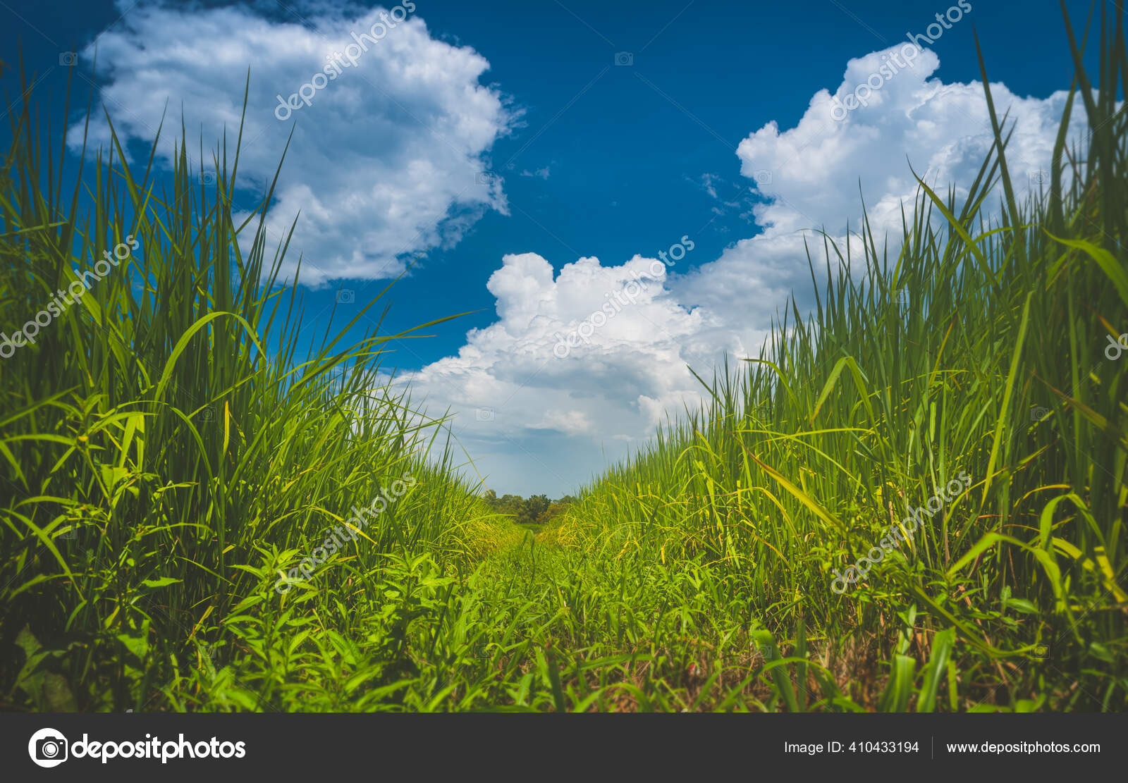 ファーム国と太陽の照明と青空の風景の雲 ストック写真 C Lewzsan Gmail Com