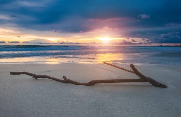 Havsstrand Och Filial Solnedgången Belysning Tid — Stockfoto