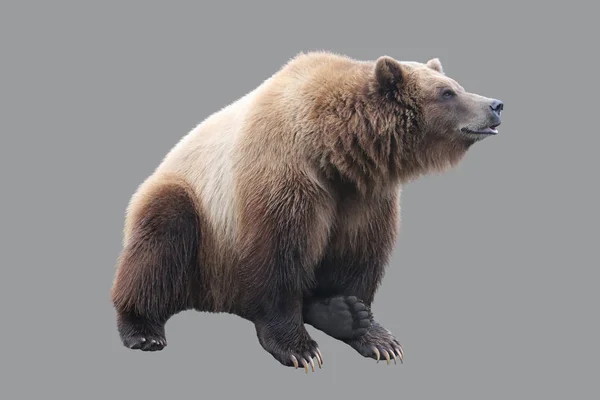 Großer Braunbär — Stockfoto