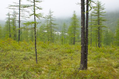 Manzara vahşi geçilmez Avrupa Orman