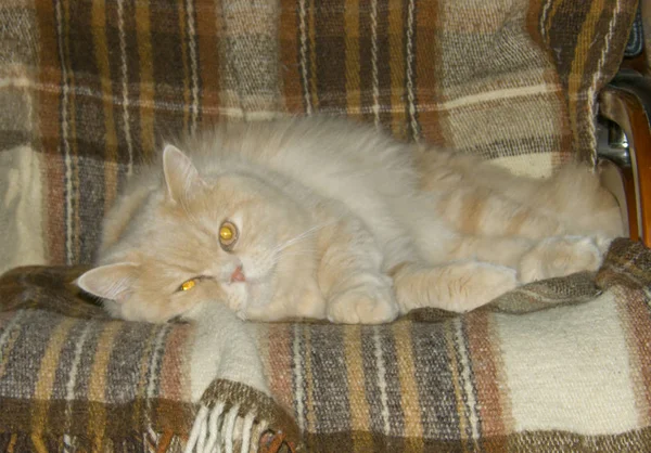 Home Resting Couch Fluffy Cat — Stock Photo, Image